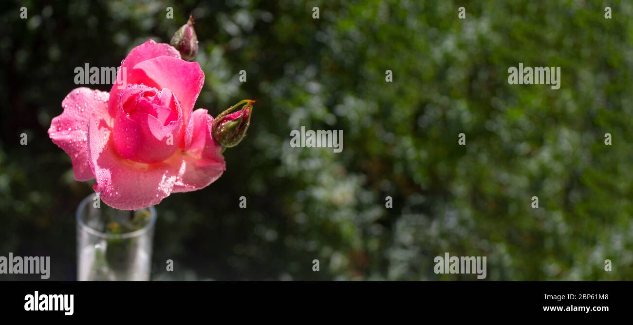 Rose rose brousse avec des gouttes d'eau sur les pétales sur le fond du jardin Banque D'Images