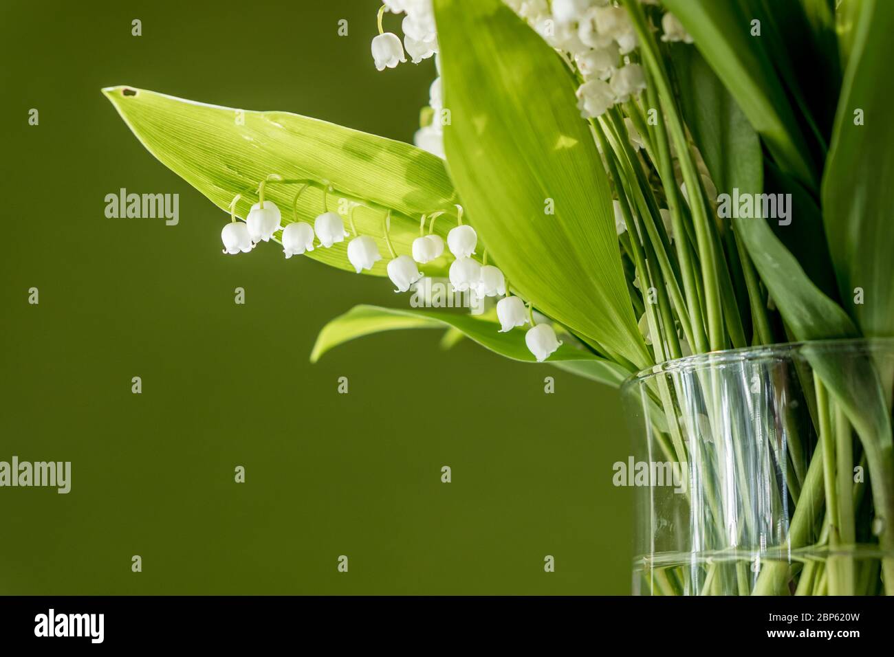 Bouquet de lys de la vallée dans un vase en verre sur fond vert Banque D'Images