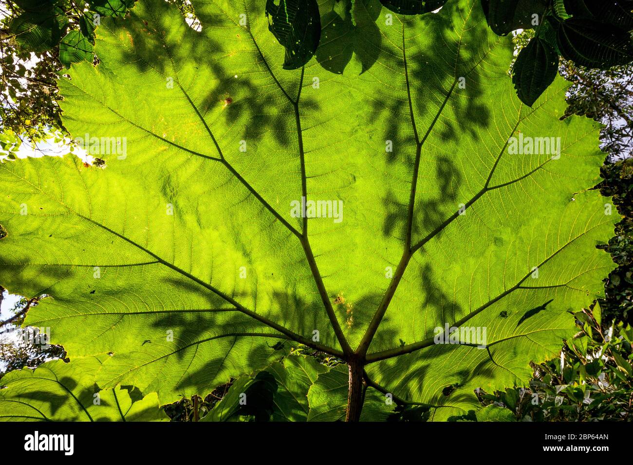 Grandes feuilles dans la forêt tropicale du parc national de la Amistad, province de Chiriqui, République du Panama. Banque D'Images