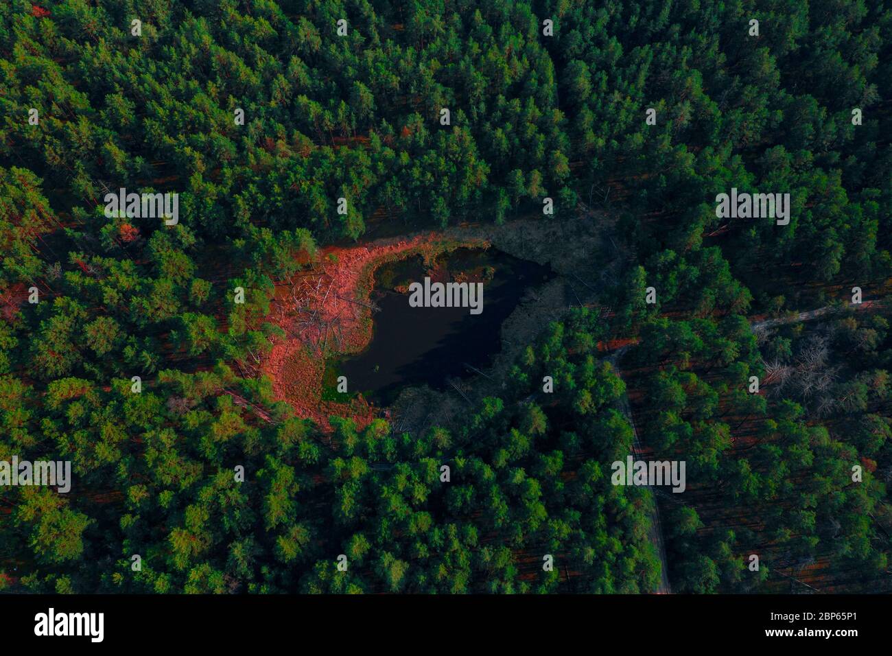 Petit lac avec une côte acide rose dans la forêt verte, en contact avec le drone Banque D'Images