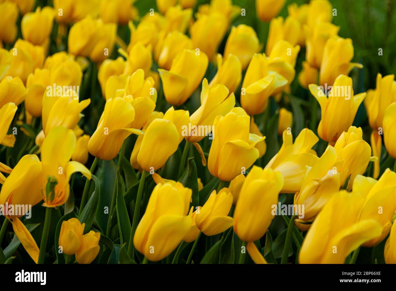 Tulipe jaune dans le champ. Un gros bourgeon d'une fleur jaune. Fond du  ressort. Tulipes dans le jardin. Floraison saisonnière des fleurs  printanières. Gros plan Photo Stock - Alamy