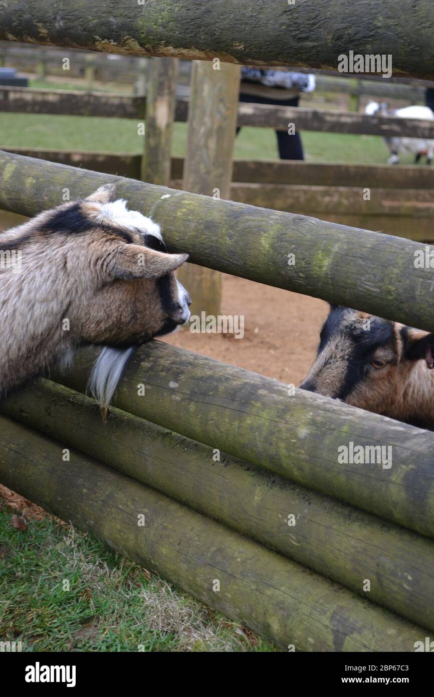 Deux jeunes chèvres se regardant l'une à travers un trou dans une clôture en bois. Communiquer malgré la séparation Banque D'Images