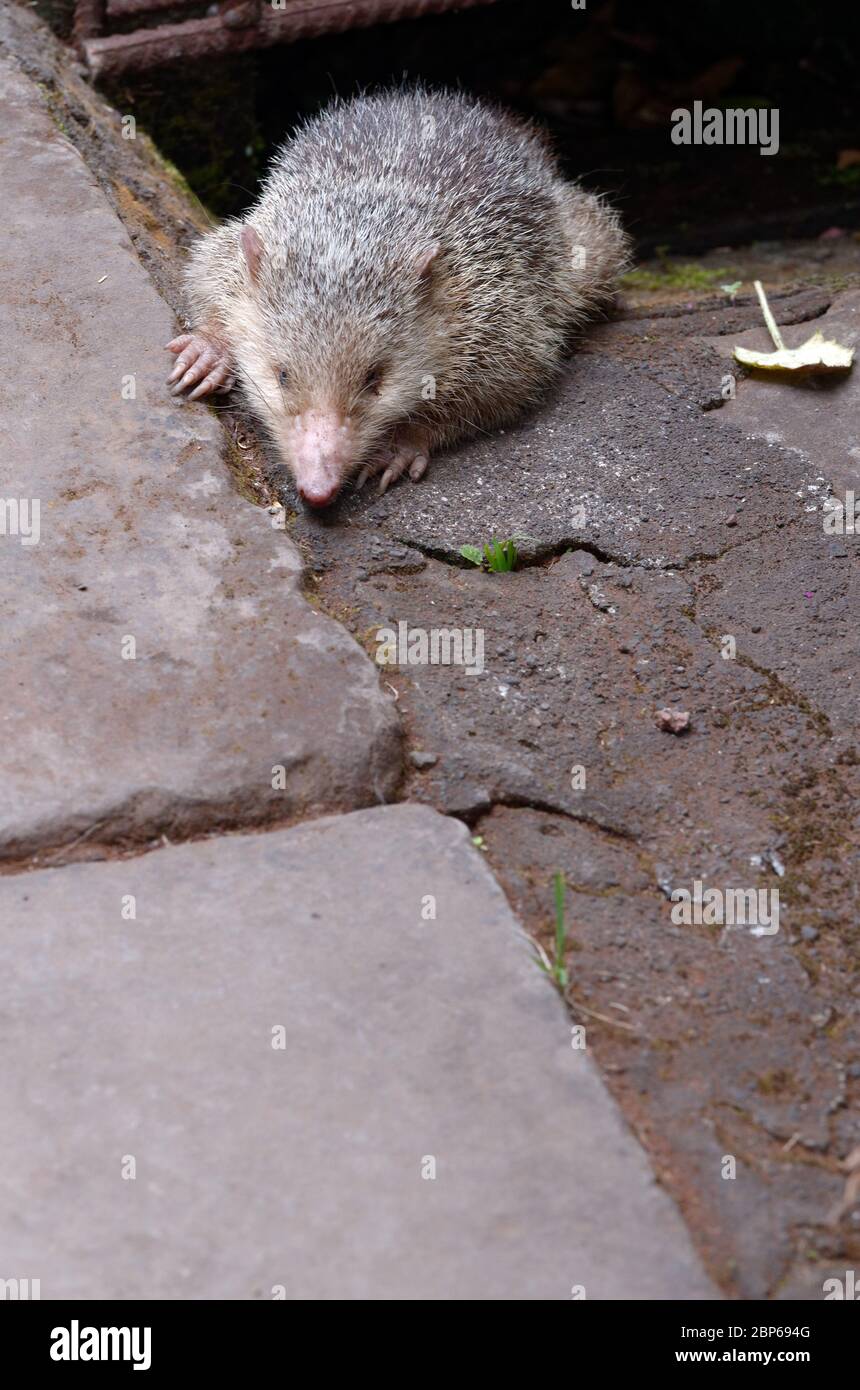 Le Tangue malgache ou Hedgehog, Tenrec ecaudatus Banque D'Images