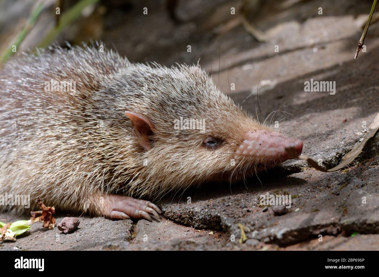 Le Tangue malgache ou Hedgehog, Tenrec ecaudatus Banque D'Images