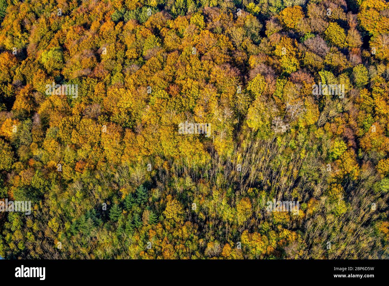 Vue aérienne, forêt d'automne aux couleurs vives, près de la carrière Habbel, Arnsberg, pays aigre, Rhénanie-du-Nord-Westphalie, Allemagne Banque D'Images