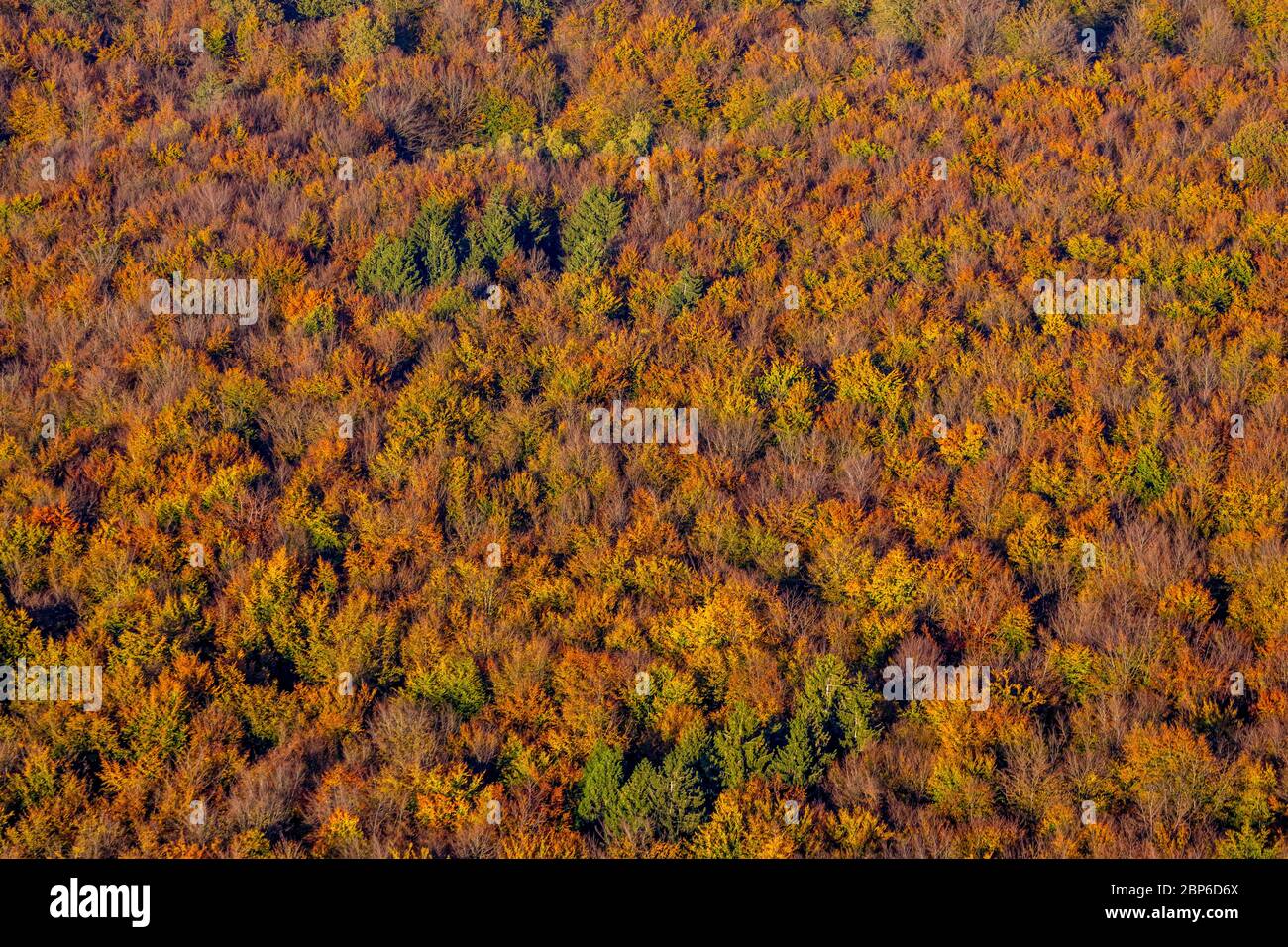 Vue aérienne, forêt de conifères automnales et arbres à feuilles caduques en automne, forêt, forêt mixte colorée sur Ackermanns Weg, Arnsberg, pays aigre, Rhénanie-du-Nord-Westphalie, Allemagne Banque D'Images