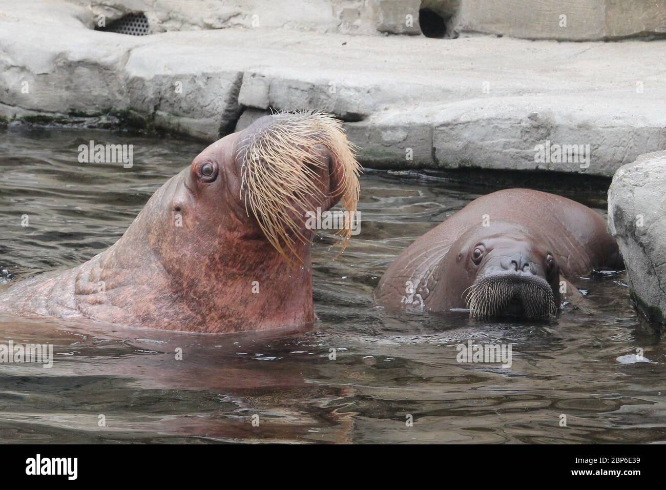WalrosskKuh Polosa avec le nom sans nom Jugen, Zoo de Hagenbeck, mai 2019 Banque D'Images
