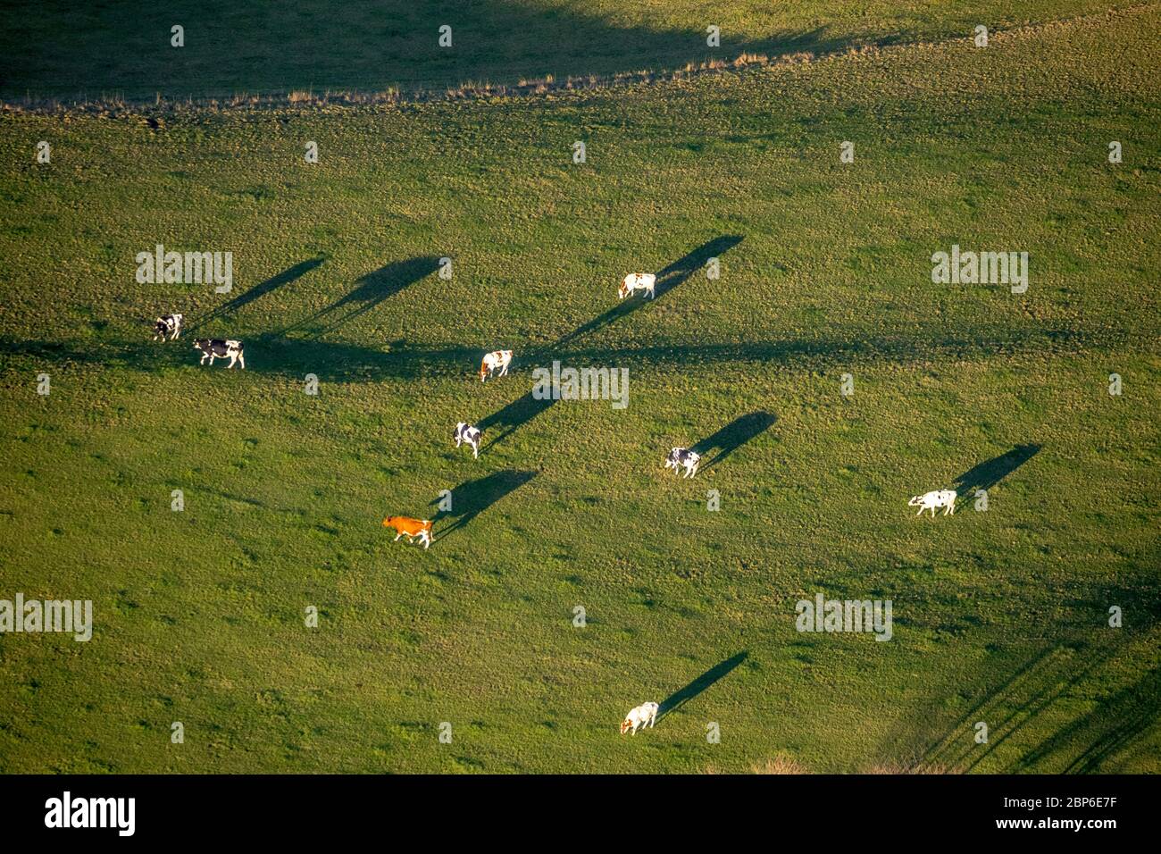 Vue aérienne, vaches en pâturage, Am Uchtenberg, Grevenstein, Meschede, pays aigre, Rhénanie-du-Nord-Westphalie, Allemagne Banque D'Images