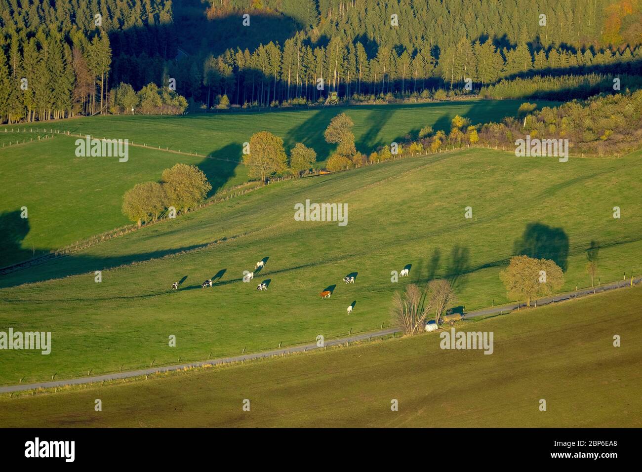 Vue aérienne, vaches en pâturage, Am Uchtenberg, Grevenstein, Meschede, pays aigre, Rhénanie-du-Nord-Westphalie, Allemagne Banque D'Images
