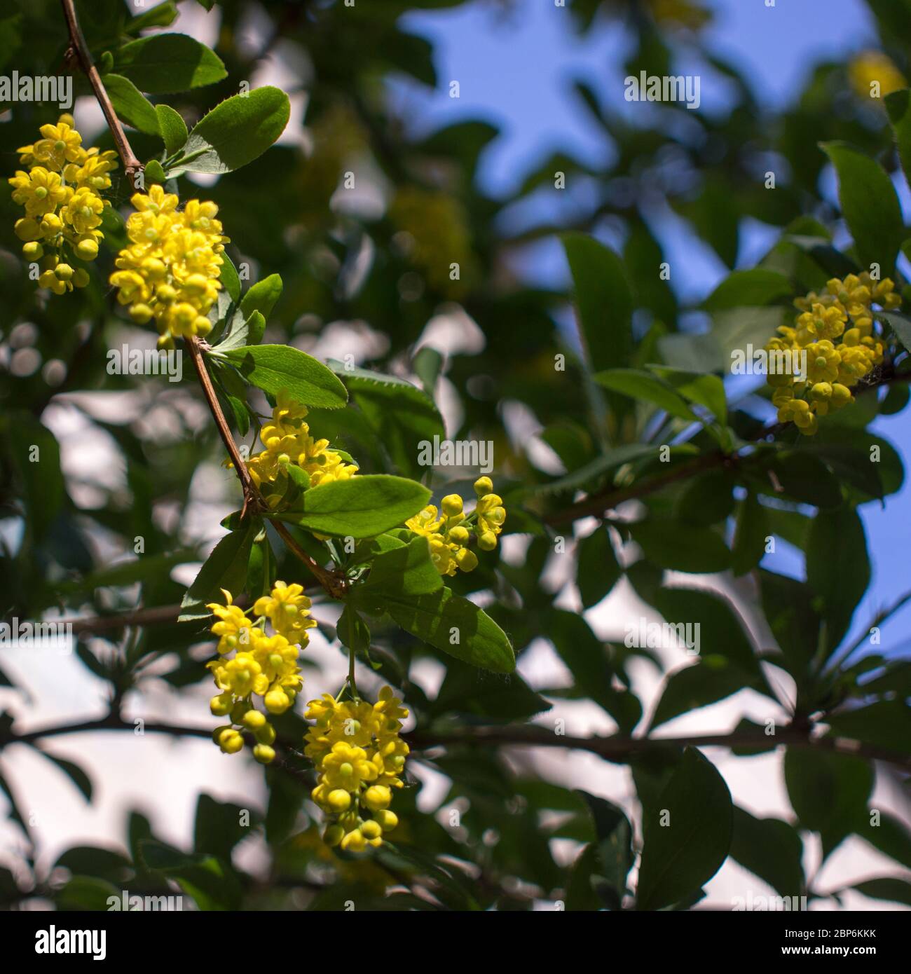 Soft focus de belles fleurs de printemps Berberis thunbergii Atropurpurea Blossom. De minuscules fleurs jaune macro d'épine-vinette sur fond d'élégant Banque D'Images