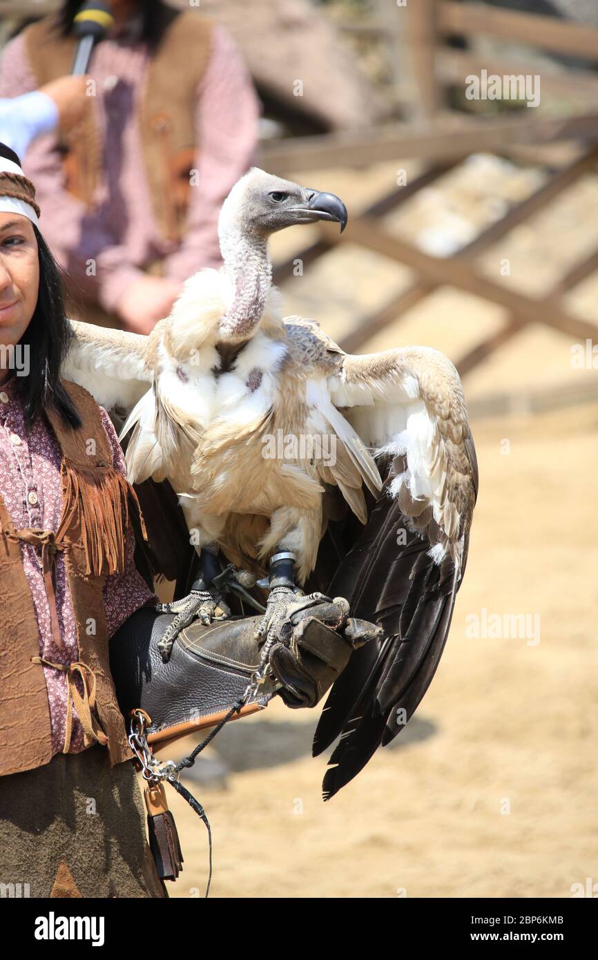 Le Vautour, introduction de la nouvelle saison du Festival de Mai Kayl sous vautours - le fils du Baehrenjaeger, Bad Segeberg, 21.06.2019 Banque D'Images