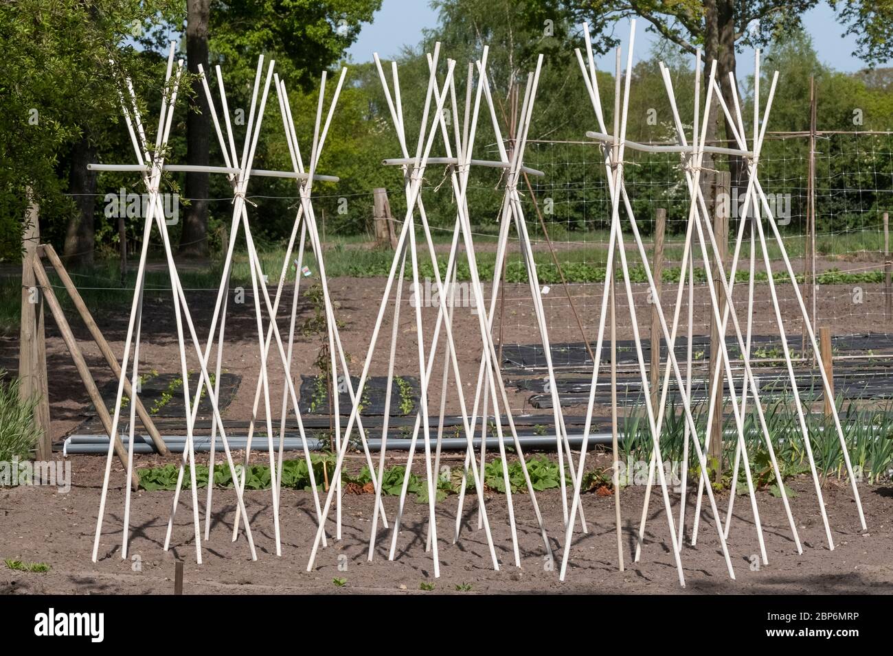Bambou : un cadre de soutien prêt pour l'escalade des haricots et des pois dans un jardin végétatable. Banque D'Images