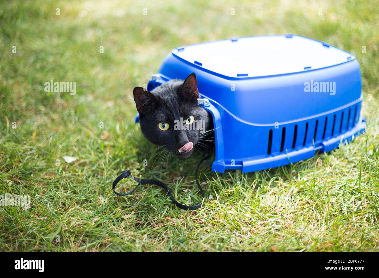 Un chat noir dans un parc, est de Londres. Photo d'Akira Suemori Banque D'Images