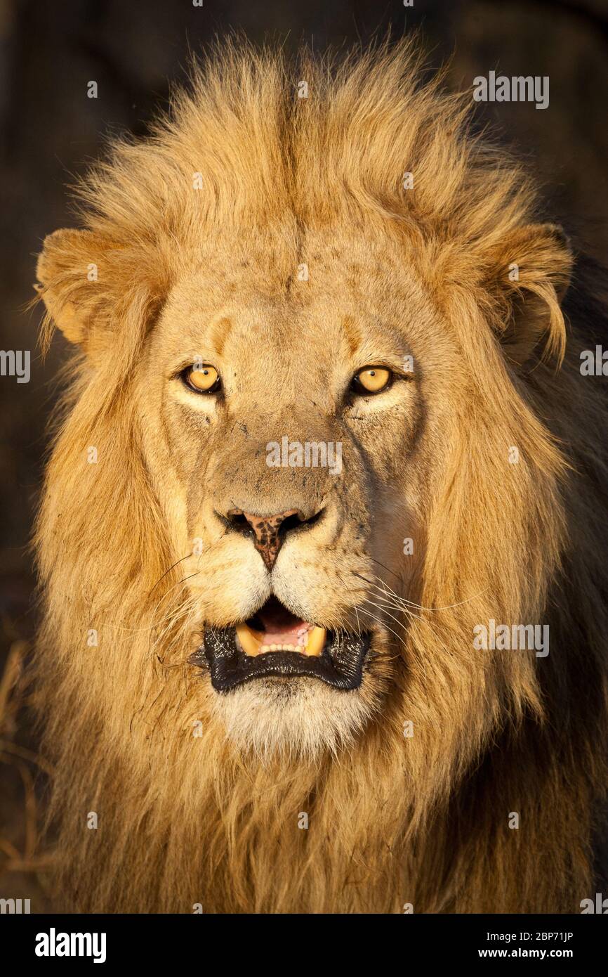 Portrait d'un mâle du Parc Kruger Lion d'Afrique du Sud Banque D'Images