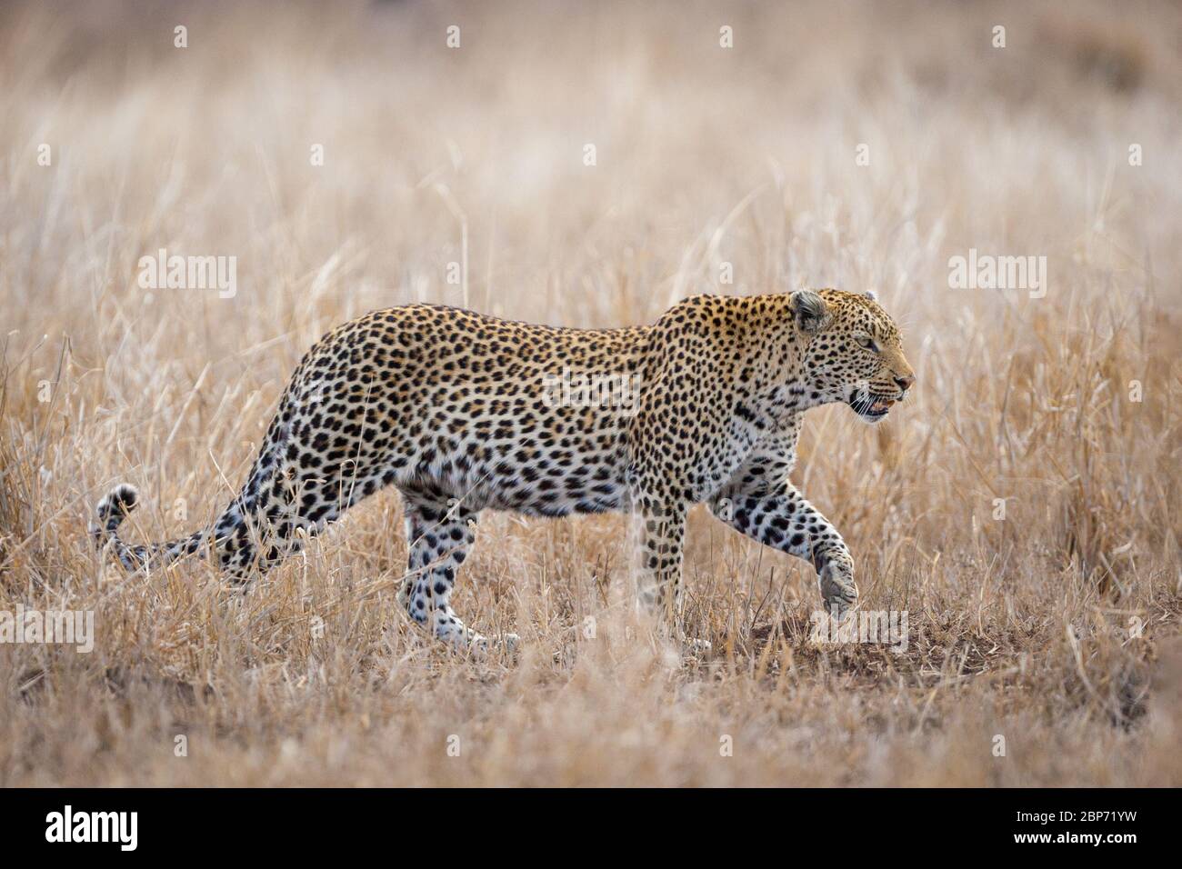 Une femelle adulte unique de léopard africain marchant dans l'herbe Kruger parc Afrique du Sud Banque D'Images