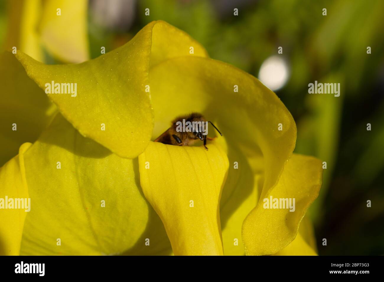 Gros plan d'une abeille qui s'écrie de la fleur d'une plante de pichet jaune, Sarracenia flava ou Gelbe Schlauchpflanze Banque D'Images