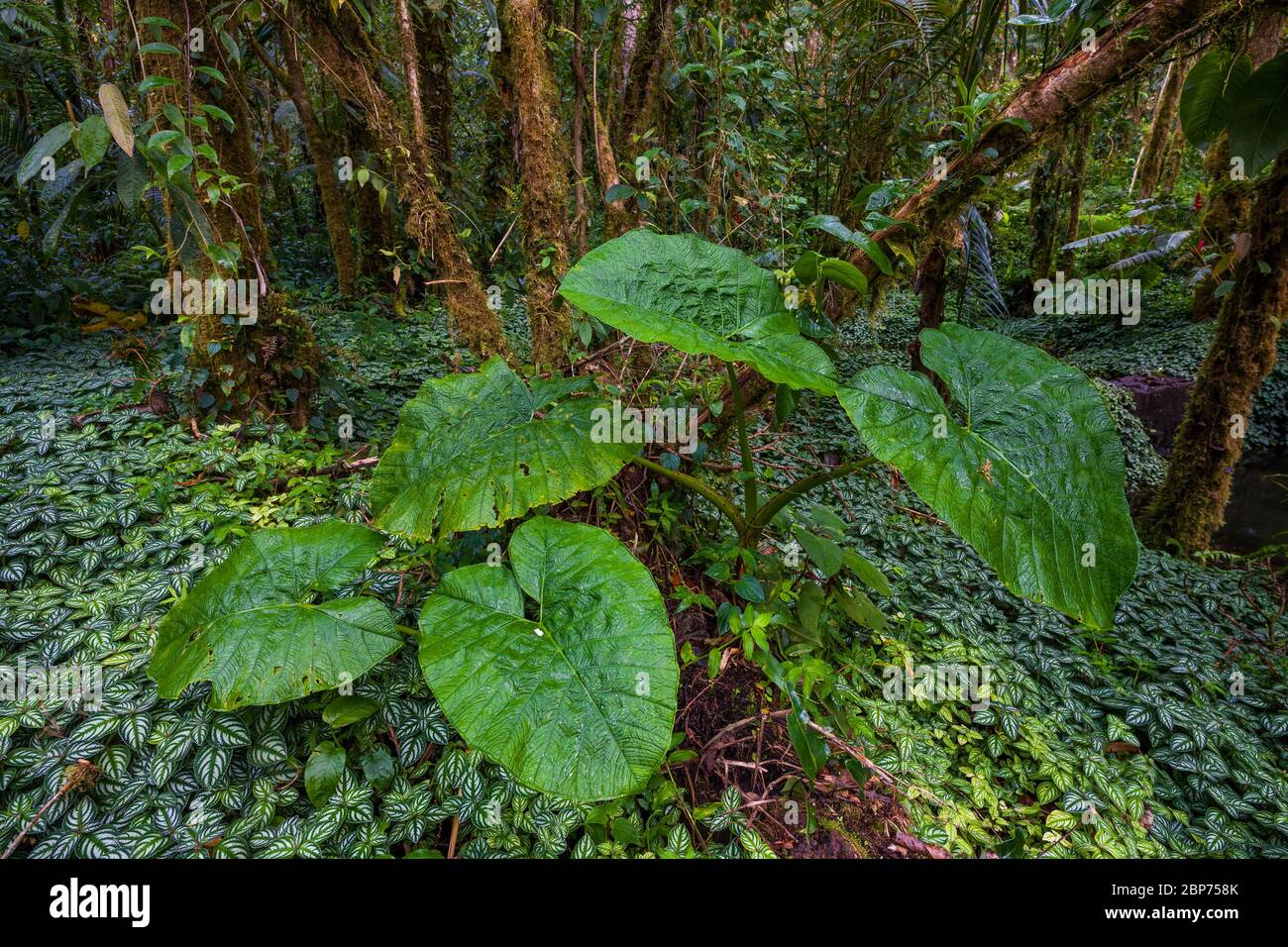 Végétation tropicale luxuriante sur le fond de la forêt tropicale dans le parc national de la Amistad, province de Chiriqui, République du Panama. Banque D'Images