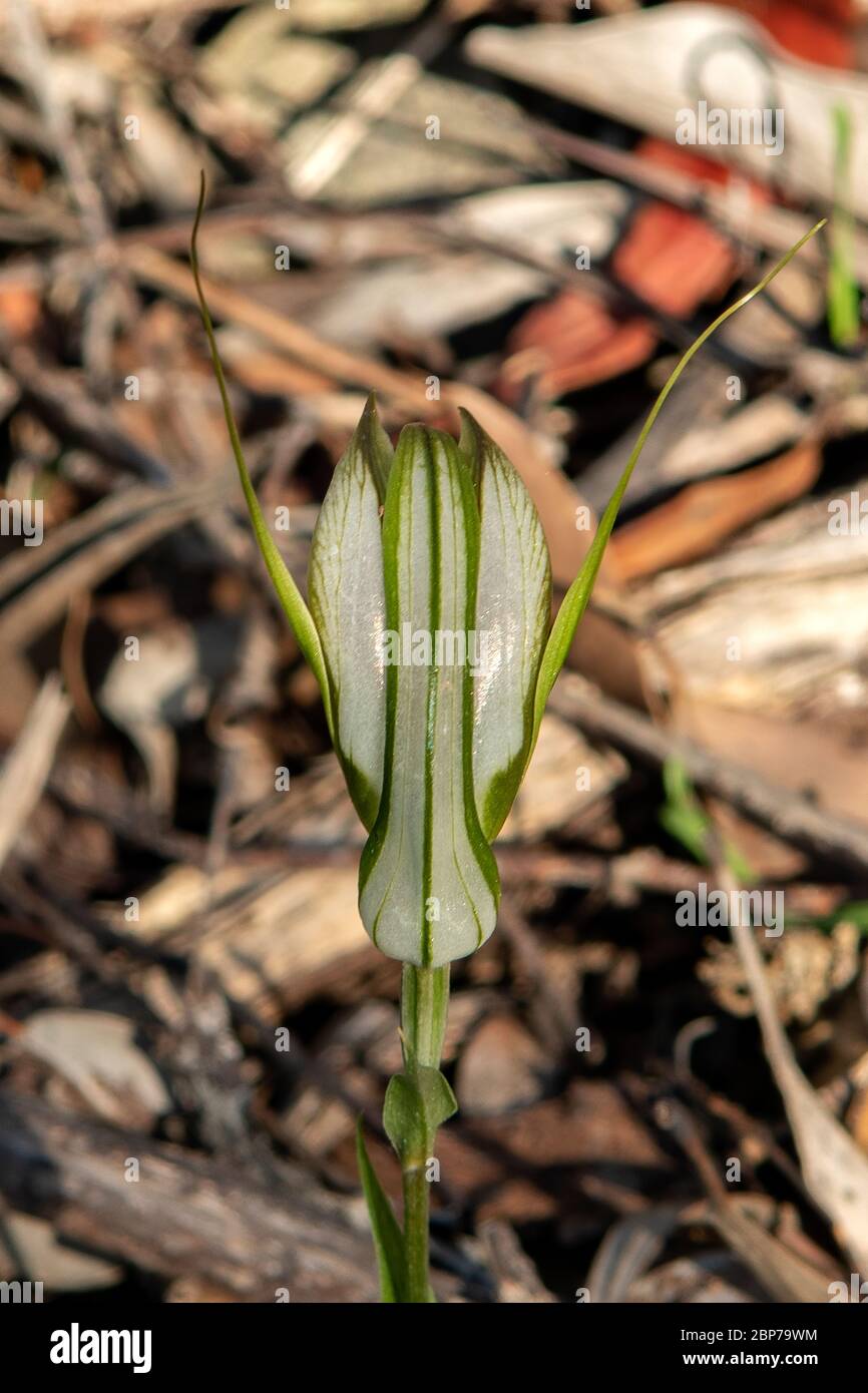 Pterostylis sp. aff. Revoluta, Grand automne Greenhood Banque D'Images