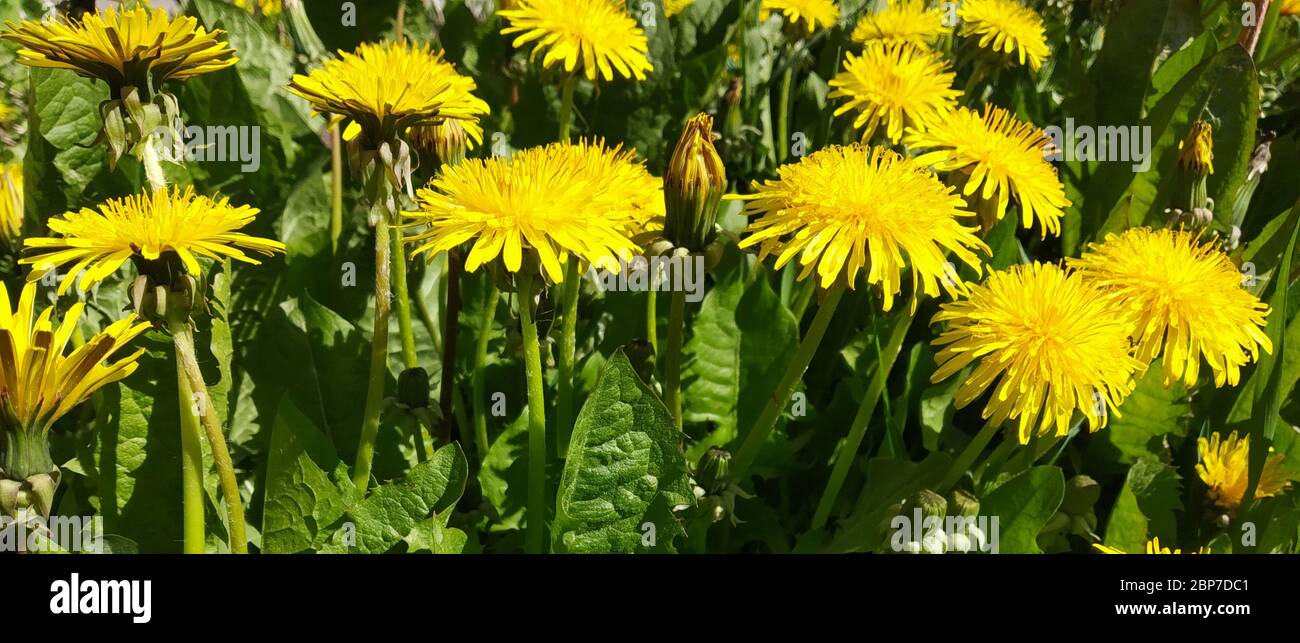 Le pissenlit jaune sur fond de l'herbe verte au printemps. Fond naturel à la journée solaire Banque D'Images