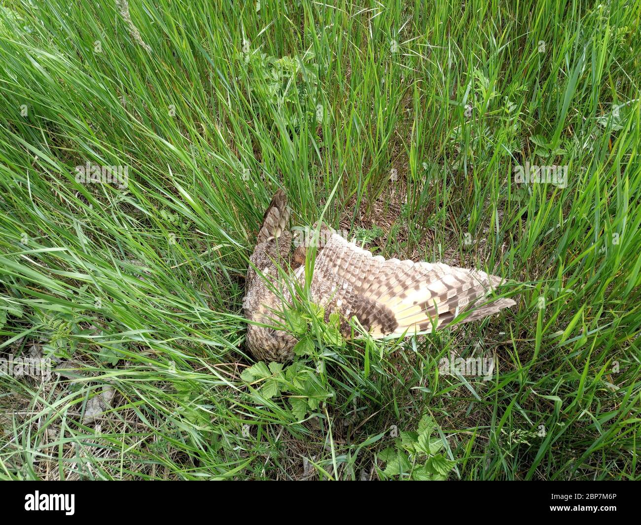 Hibou mort. Trouvé un hibou mort dans l'herbe. Banque D'Images