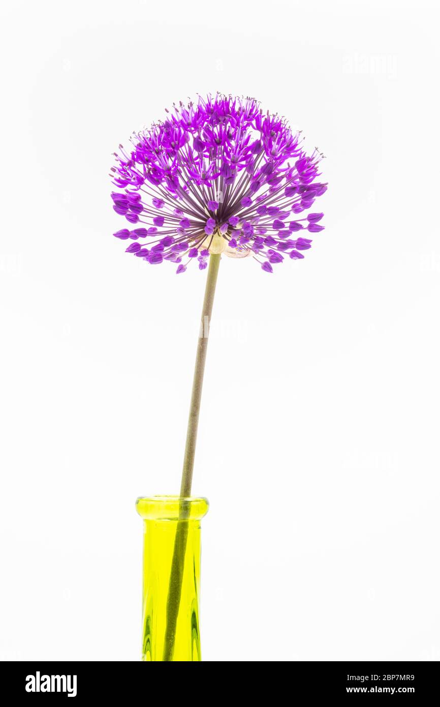 Une seule Allium hollandicum violet sensation dans un vase jaune-vert à verre mince sur un fond blanc. L'inflorescence comprend des ombeaux Banque D'Images