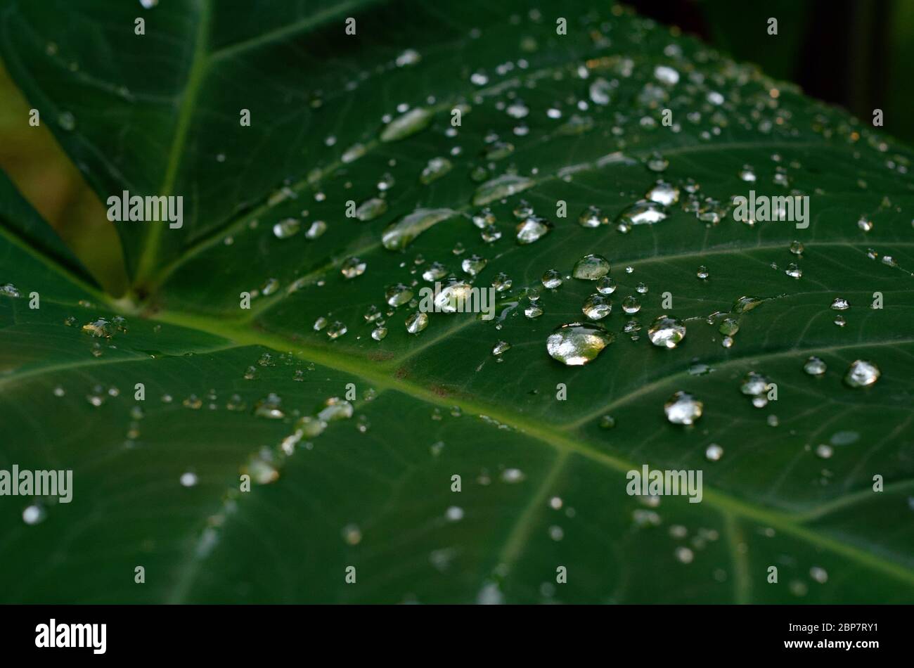 taro-de-velours-vert-banque-de-photographies-et-d-images-haute