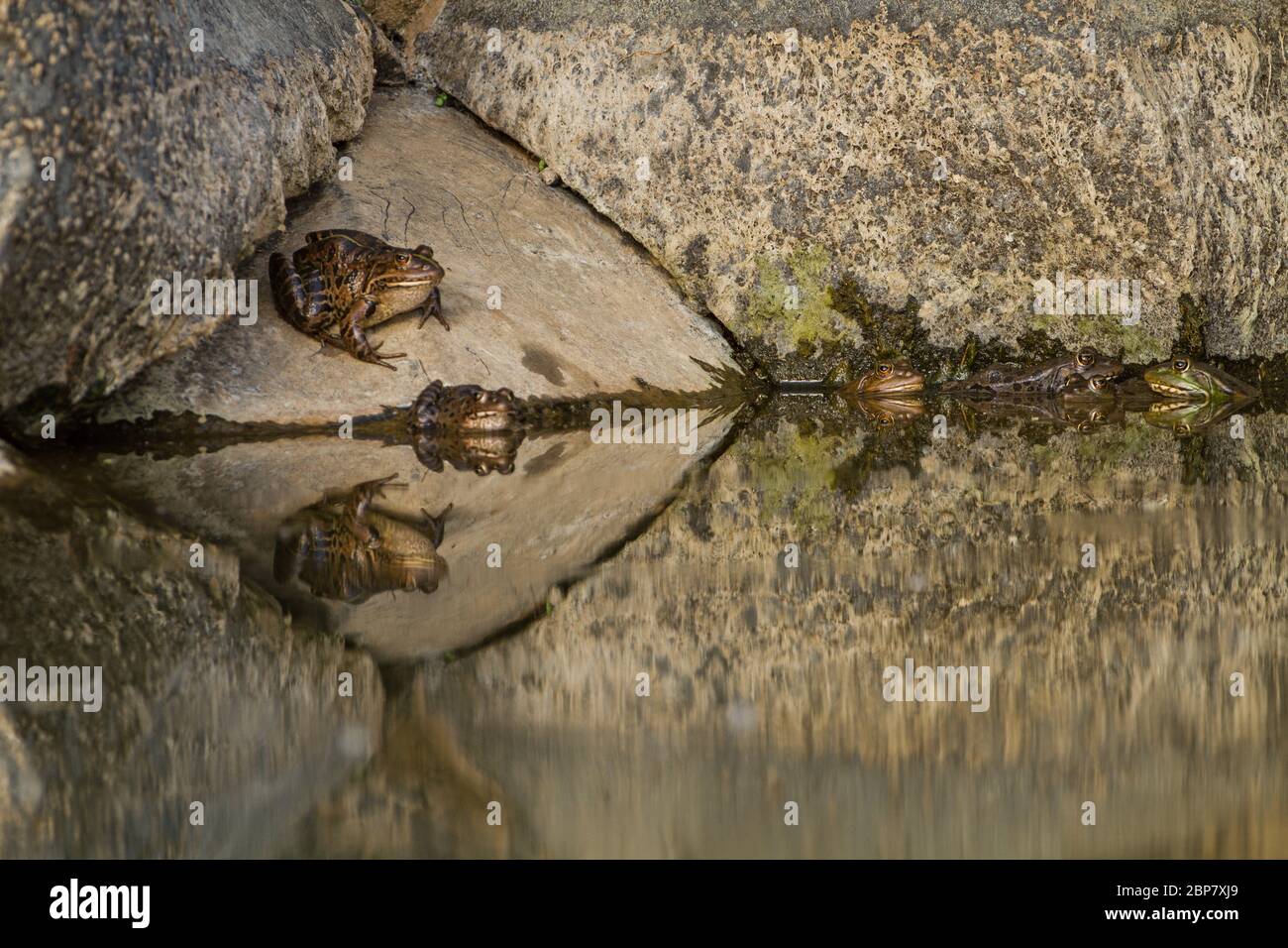 Grenouille Levant (Pélophylax bedriagae). Ils sont de couleur verte à brune avec des taches noires sur leur côté dorsal. Ils sont cousins de l'aquatique fr Banque D'Images