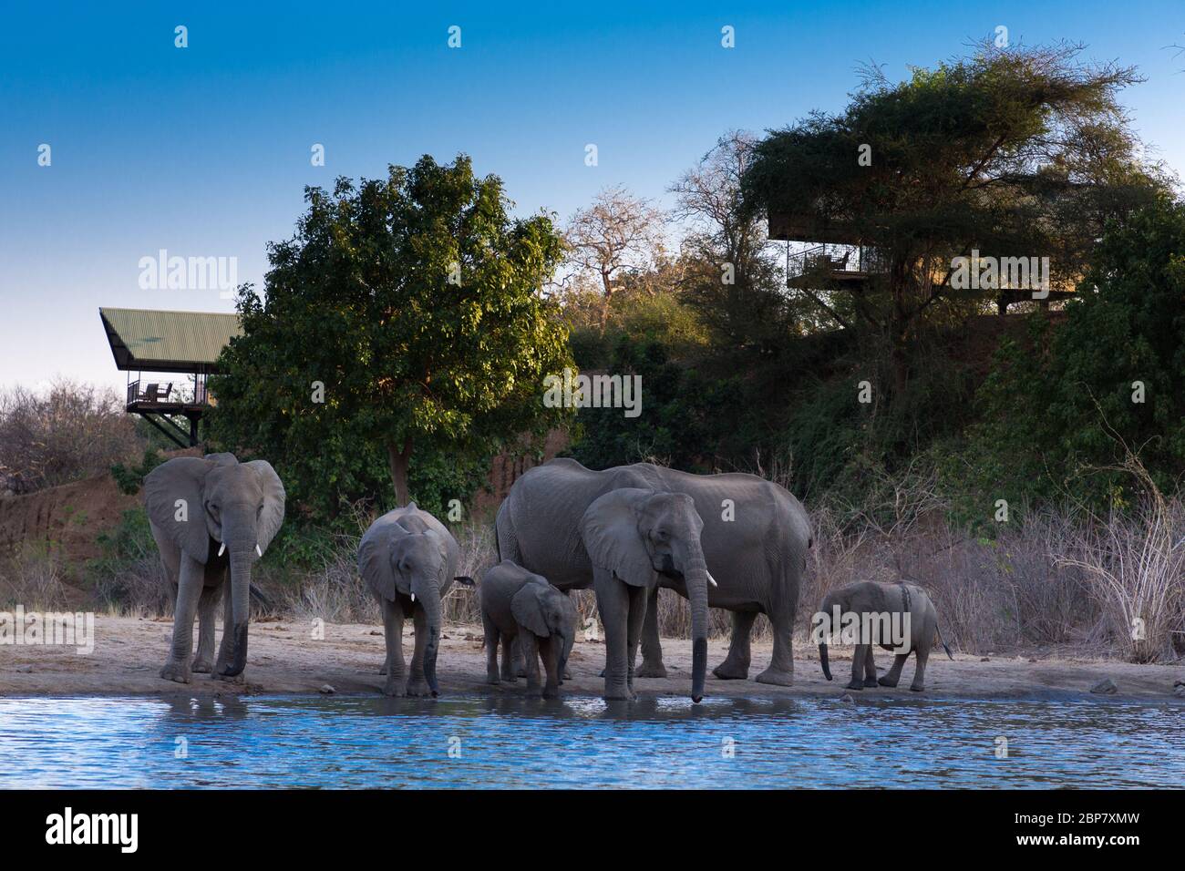 Éléphants d'Afrique boire dans un trou d'eau du parc national de Mana pools Banque D'Images