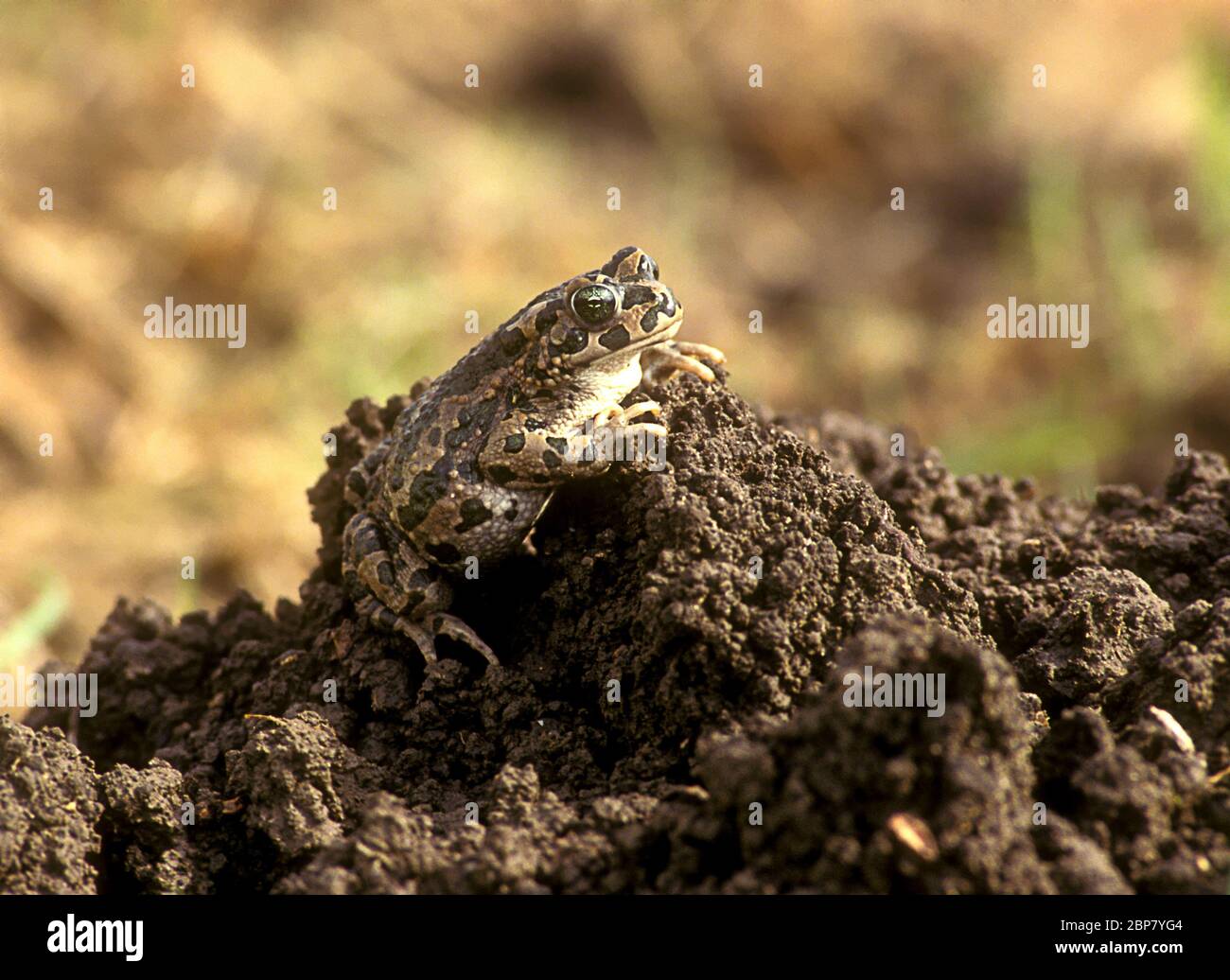 Crapaud verte (Pseudepidalea variabilis, anciennement Bufo viridis ou Pseudepidalea viridis) photographiée en Israël en décembre Banque D'Images