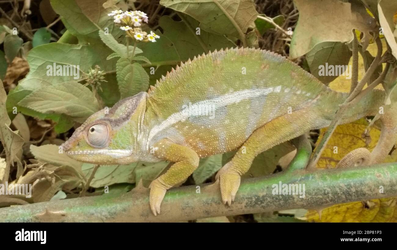 Caméléon à cornes de globe (Calumma glovifer) photographié à Madagascar en octobre Banque D'Images