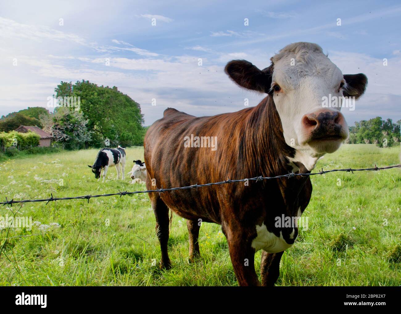 Vache brune et blanche debout dans le champ vert derrière le fil barbelé Banque D'Images
