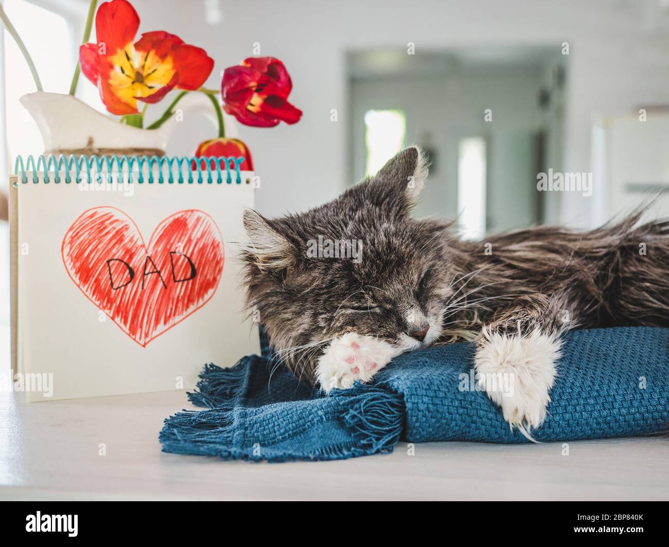 Charmant chaton et dessin de coeur. Vue latérale Banque D'Images