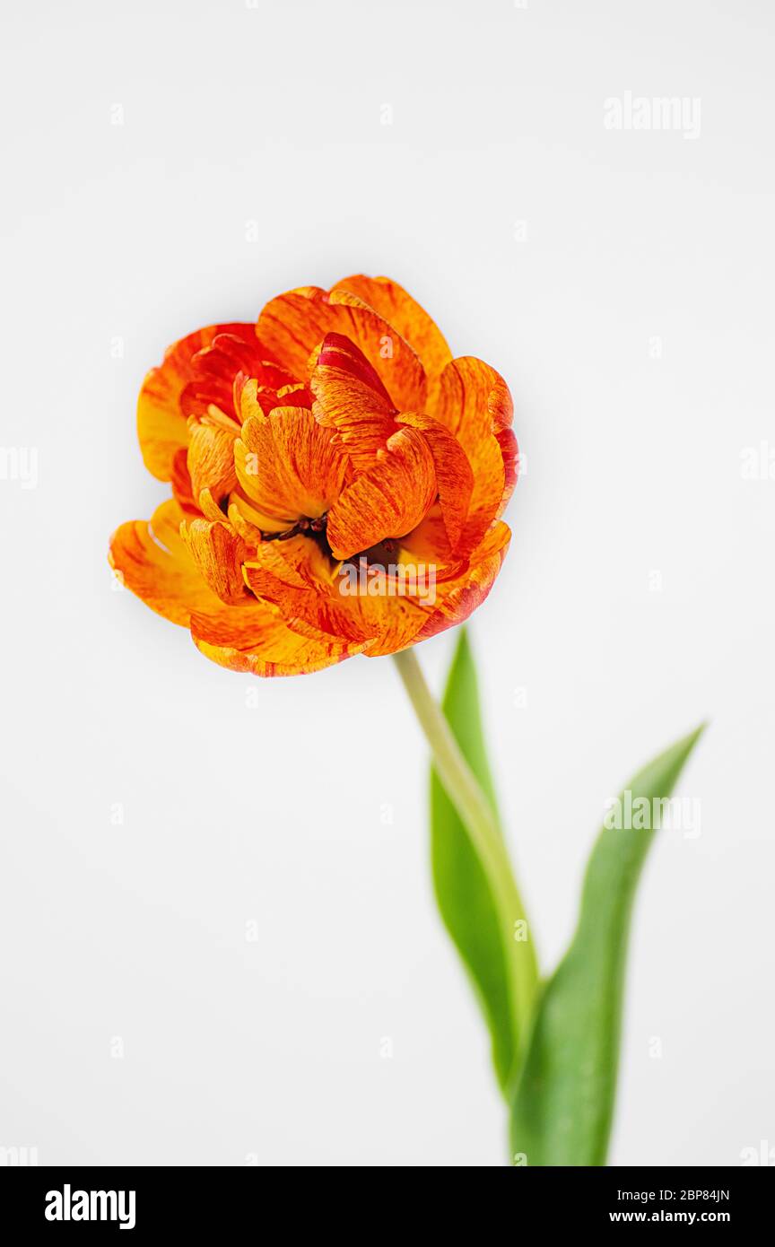 Belle couleur jaune vif orange Terry Tulip gros plan. Tulipe sur fond blanc. Cadre vertical. Banque D'Images