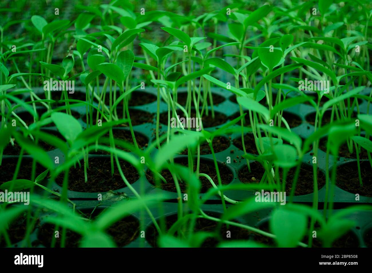 Semis dans un plateau de plante en bouchon Banque D'Images