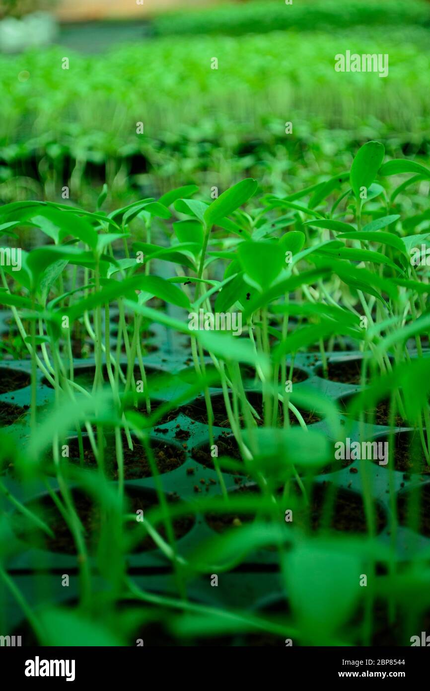 Semis dans un plateau de plante en bouchon Banque D'Images