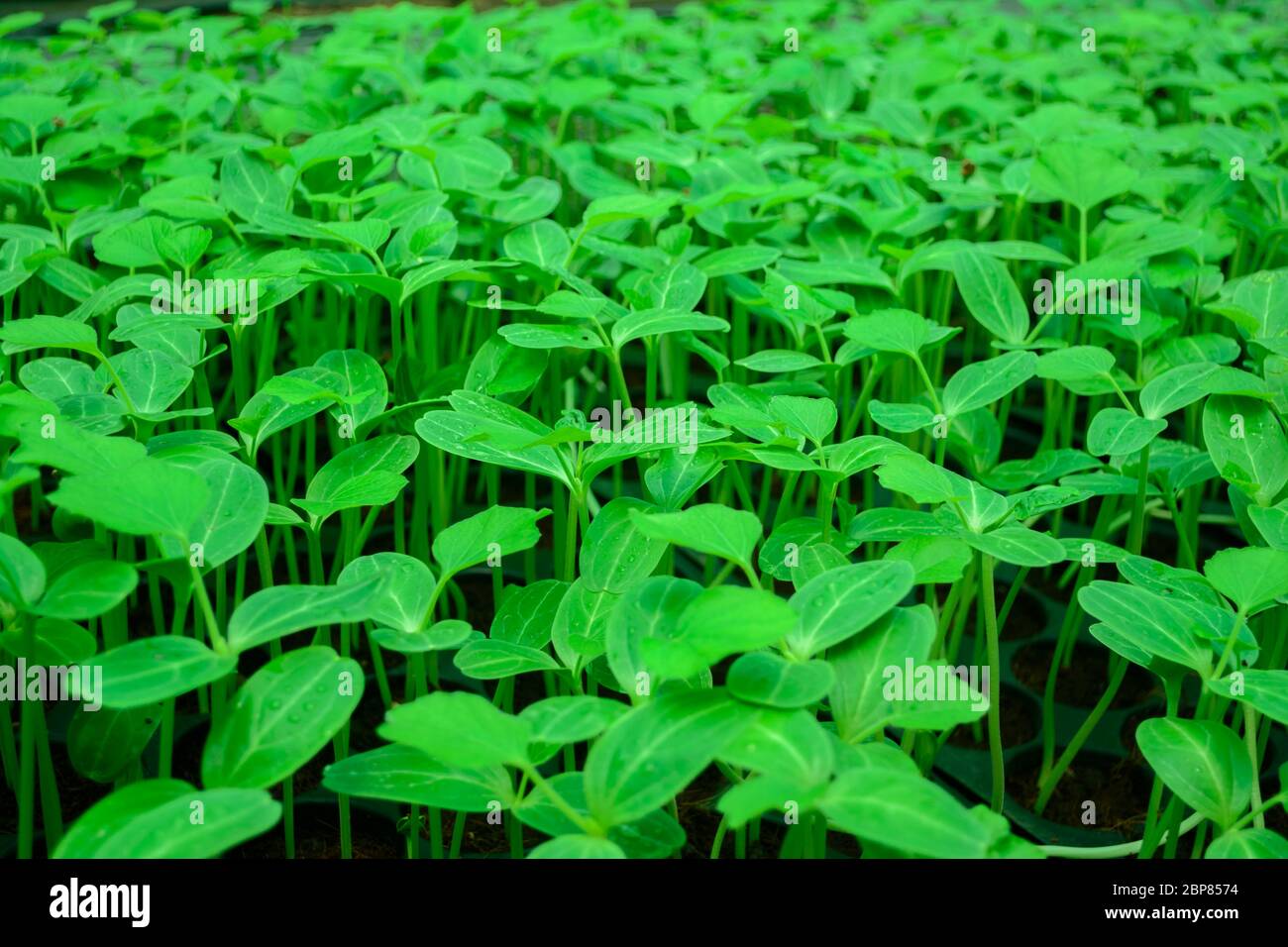 Semis dans un plateau de plante en bouchon Banque D'Images