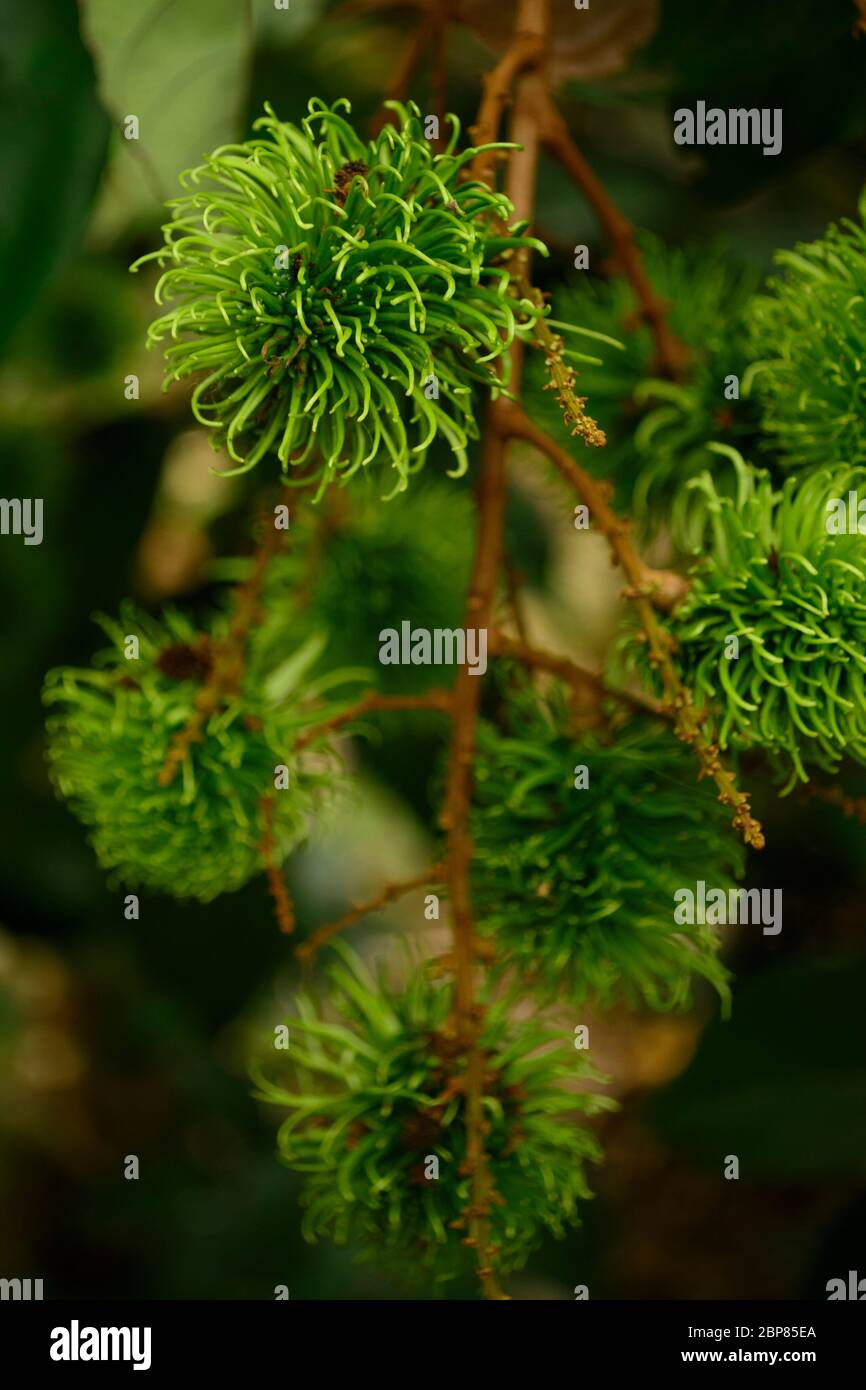Rambutan vert, Nephelium Lappaceum, le litchi comme un fruit Banque D'Images
