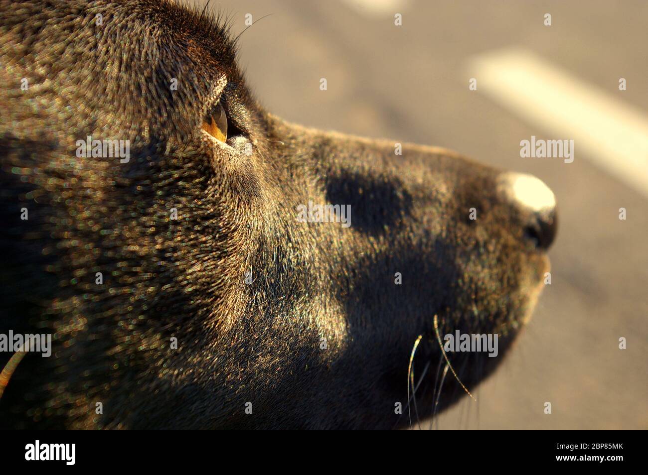 Un Staffordshire Bull Terrier noir et bringé a traversé une ou plusieurs races inconnues Banque D'Images