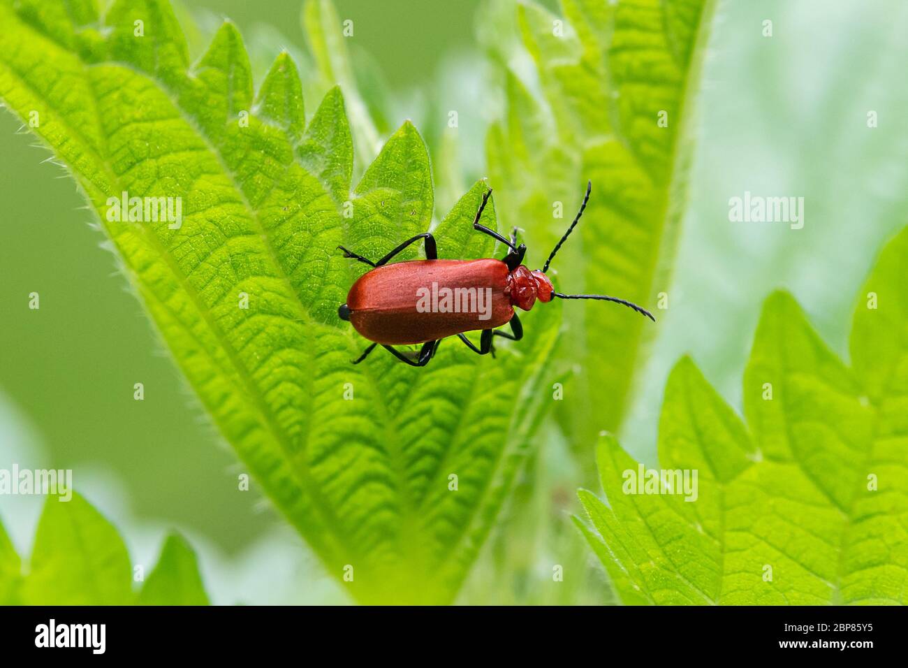 Un coléoptère de couleur feu (Pyrochroma serraticornis, Pyrochoridae) assis sur une ortie Banque D'Images