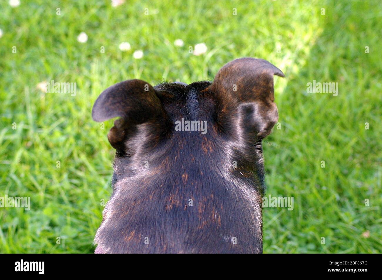 Un Staffordshire Bull Terrier noir et bringé a traversé une ou plusieurs races inconnues Banque D'Images