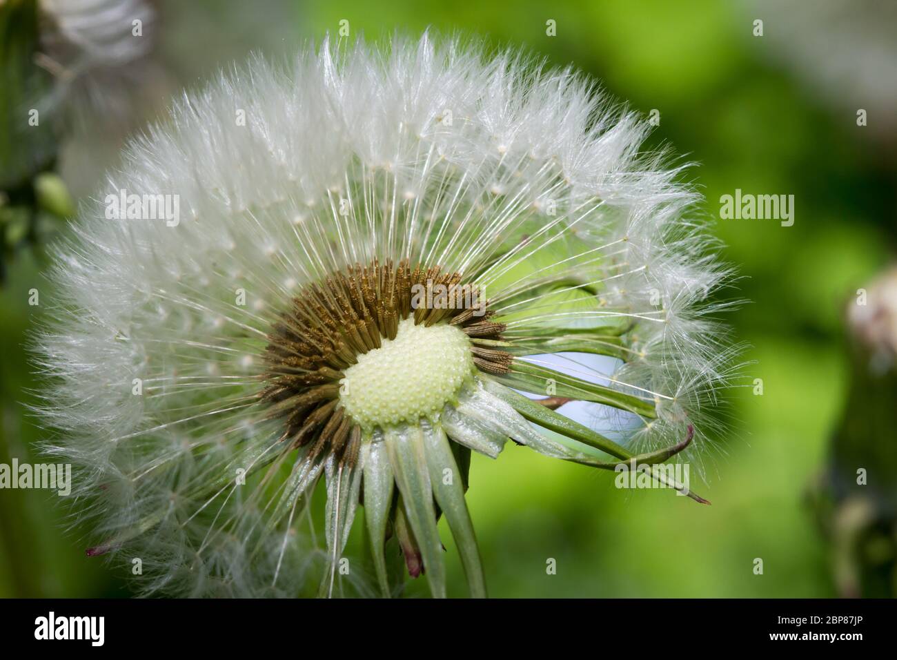 Macro photographie d'une tête de semence de pissenlit (Taraxacum officinale) Banque D'Images