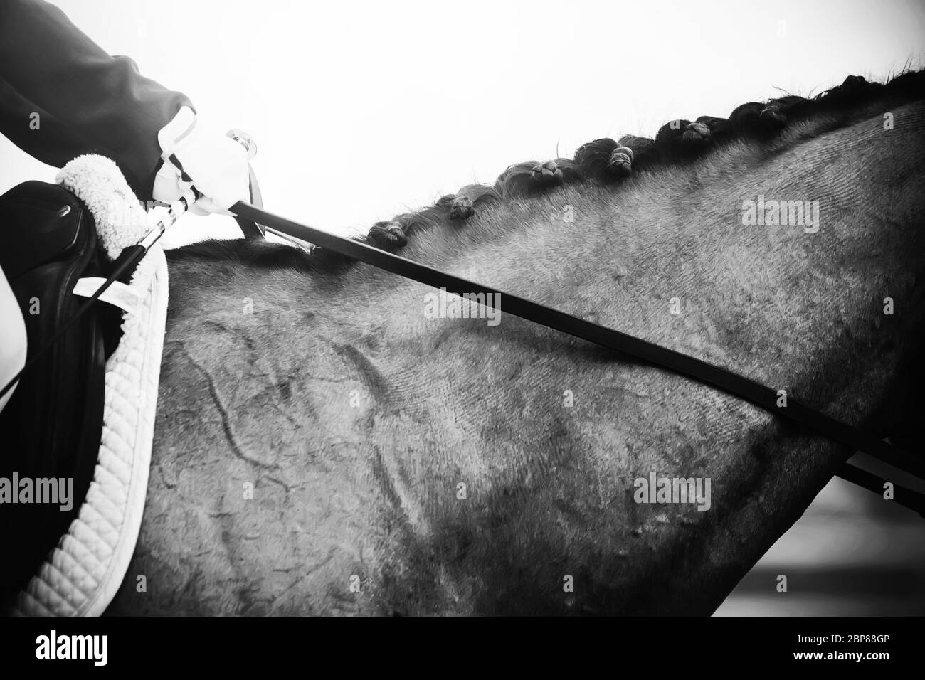 Image noir et blanc du cou d'un cheval sportif avec sa manie tressée et les mains du cavalier tenant les rênes et tenant le fouet. Banque D'Images
