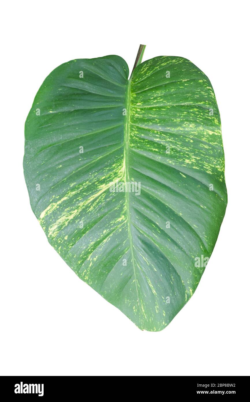 Feuilles vertes de plantes tropicales isolées sur fond blanc. Objet avec masque Banque D'Images