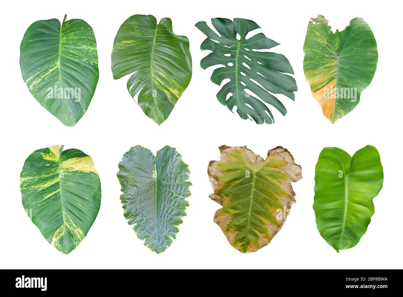 Ensemble de plantes de Monstera, feuille tropicale isolée sur fond blanc. Chemin de coupure inclus Banque D'Images