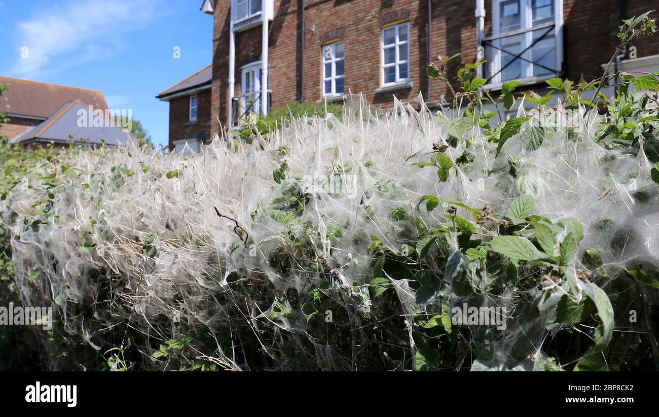 Une masse de sangle silken sur un arbuste à Ashford, dans le Kent, faite par des chenilles de la teigne d'hermine pour se protéger pendant qu'elles se nourrissent et se marient. Banque D'Images