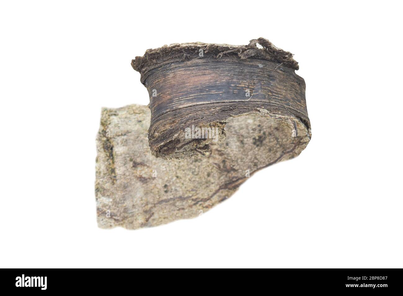 morceau d'écorce isolé sur fond blanc Banque D'Images