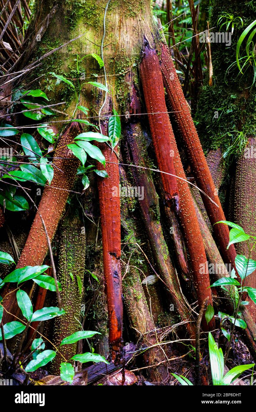 Arbre de randonnée dans la forêt tropicale luxuriante de Cerro Pirre dans le parc national de Darien, province de Darien, République du Panama Banque D'Images