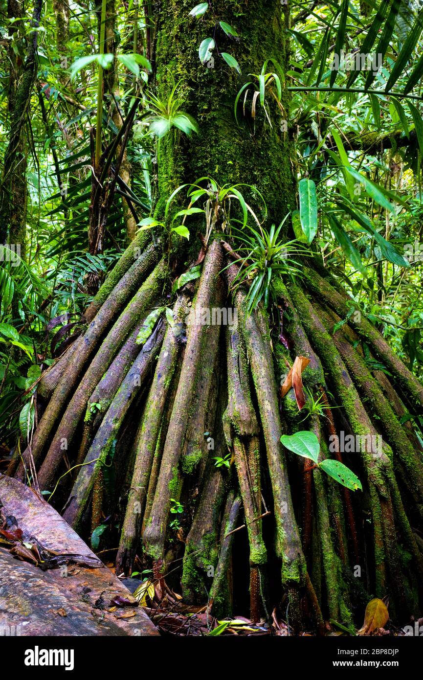 Arbre de randonnée dans la forêt tropicale luxuriante de Cerro Pirre dans le parc national de Darien, province de Darien, République du Panama Banque D'Images