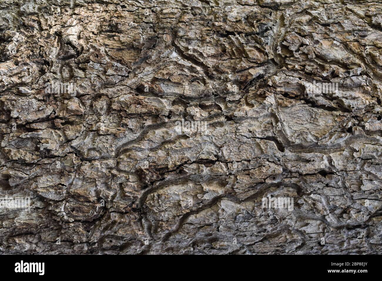 L'écorce des arbres texture background Banque D'Images