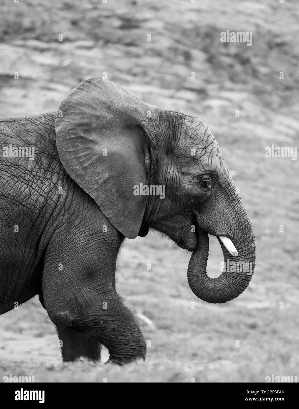 Monochrome, noir et blanc, vue latérale gros plan de l'éléphant d'Afrique isolé (Loxodonta africana) en captivité, West Midland Midlands Safari Park, Royaume-Uni. Banque D'Images